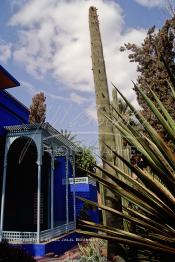 Image du Maroc Professionnelle de  Le Jardin Majorelle une pure merveille crée par le peintre français Jacques Majorelle, qui a eu le coup de foudre pour Marrakech. Yves Saint Laurent et Pierre Bergé font l’acquisition de ce havre de paix durant les années quatre-vingt où Yves Saint Laurent dessina plusieurs pièces. son voeux était de faire de ce parc une œuvre d’art vivante. On y découvre des plantes provenant des cinq continents, yuccas d’Océanie, lotus d’Asie, cactus d’Amérique, palmiers d’Afrique et cyprès d’Europe …, à Marrakech le Lundi 18 Août 1997. ((Photo / Abdeljalil Bounhar)